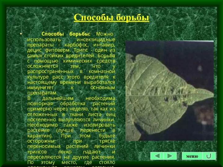 Способы борьбы Способы борьбы: Можно использовать инсектицидные препараты - карбофос,