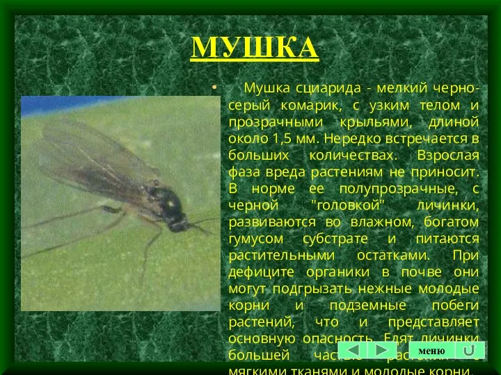 МУШКА Мушка сциарида - мелкий черно-серый комарик, с узким телом