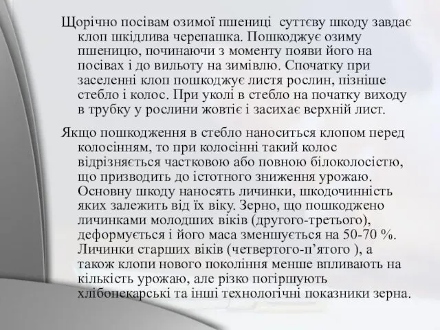 Щорічно посівам озимої пшениці суттєву шкоду завдає клоп шкідлива черепашка.