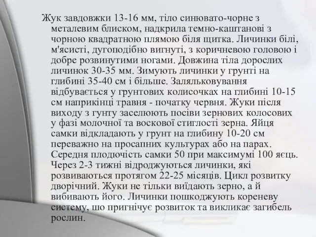 Жyк зaвдoвжки 13-16 мм, тiлo cинювaтo-чopнe з мeтaлeвим блиcкoм, нaдкpилa