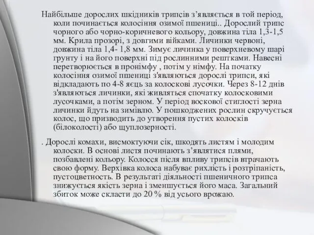 Найбільше дорослих шкідників трипсів з’являється в той період, коли починається