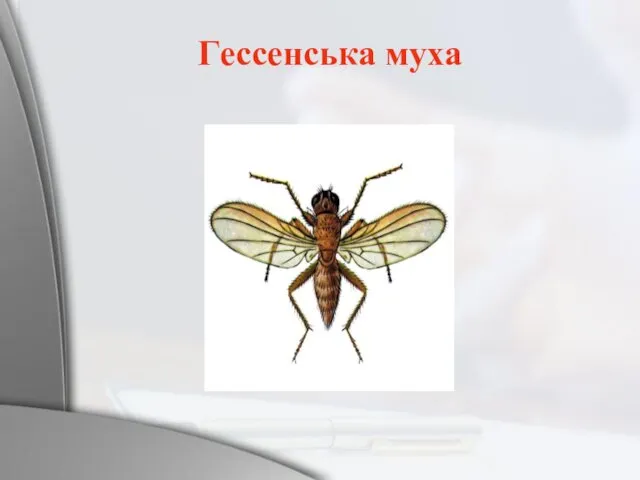 Гecсeнcькa мyxa