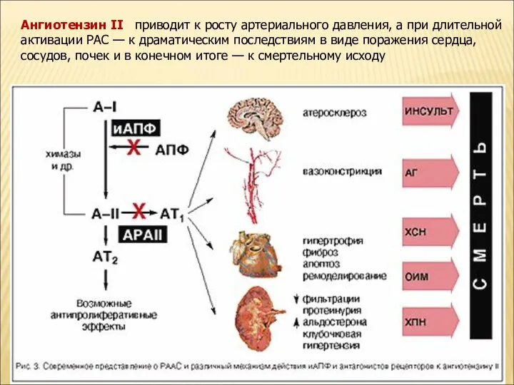 Ангиотензин II приводит к росту артериального давления, а при длительной