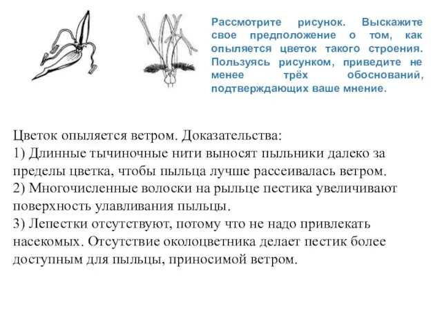 Рассмотрите рисунок. Выскажите свое предположение о том, как опыляется цветок