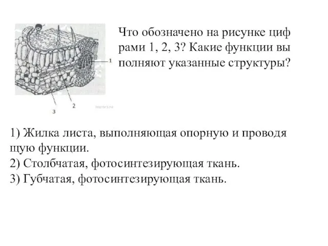 Что обо­зна­че­но на ри­сун­ке циф­ра­ми 1, 2, 3? Какие функ­ции