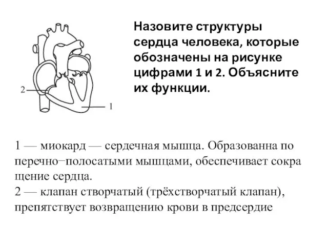 Назовите структуры сердца человека, которые обозначены на рисунке цифрами 1