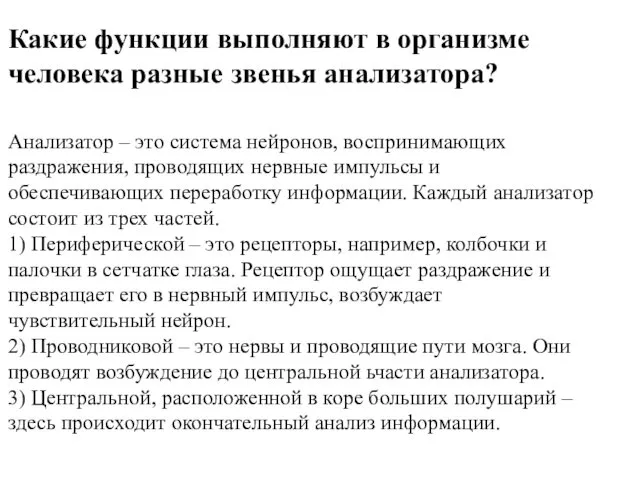 Какие функции выполняют в организме человека разные звенья анализатора? Анализатор