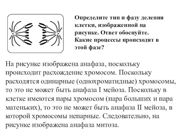 Определите тип и фазу деления клетки, изображенной на рисунке. Ответ