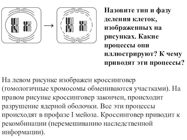 Назовите тип и фазу деления клеток, изображенных на рисунках. Какие