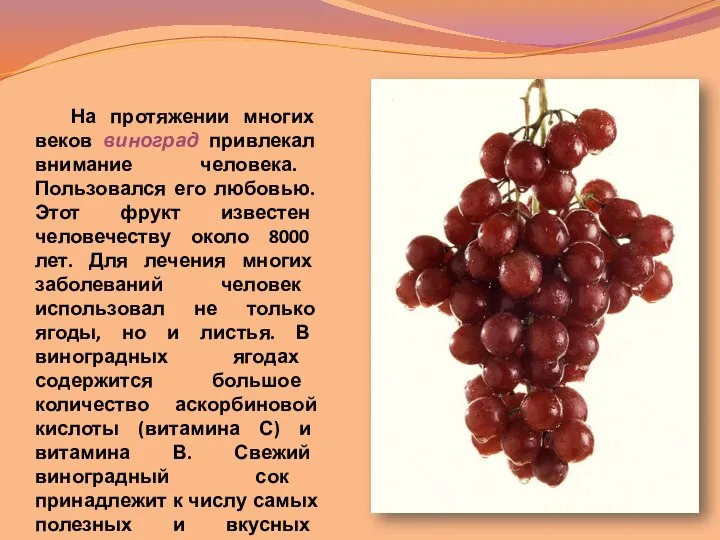 На протяжении многих веков виноград привлекал внимание человека. Пользовался его