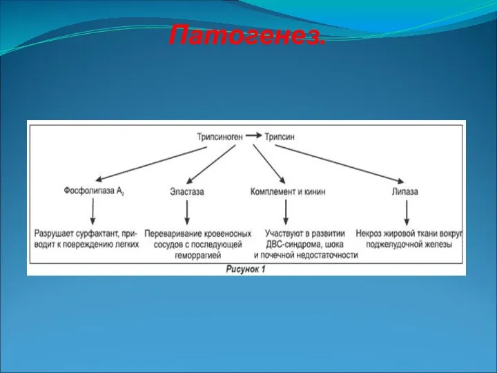 Патогенез.