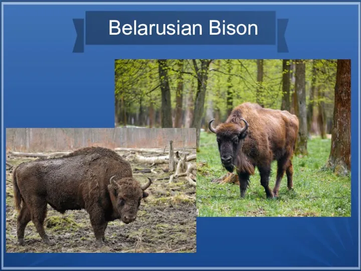 Belarusian Bison