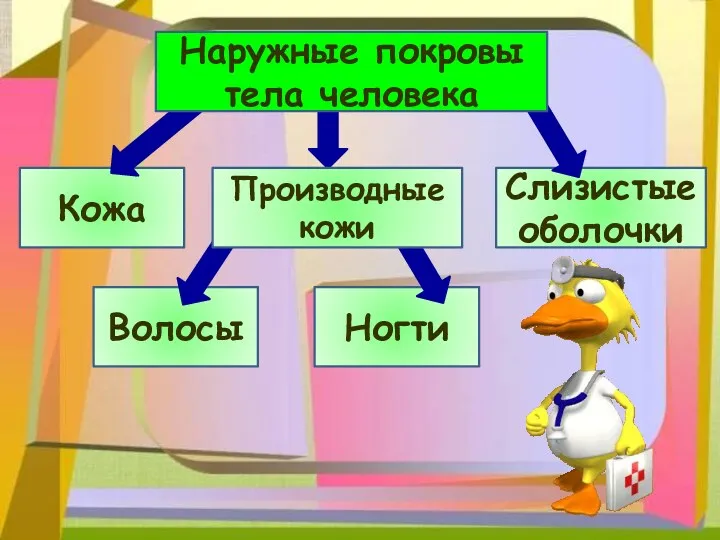 Кожа Волосы Ногти Слизистые оболочки Наружные покровы тела человека Производные кожи