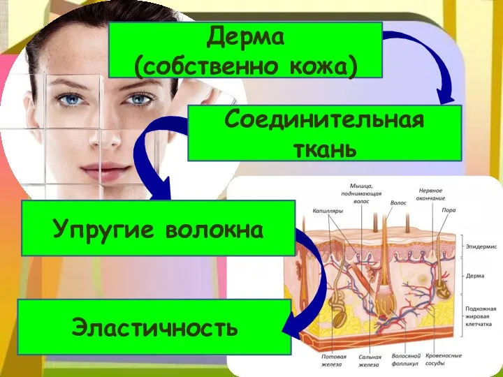 Эластичность Дерма (собственно кожа) Соединительная ткань Упругие волокна