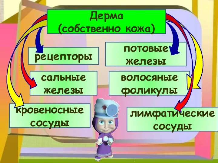 рецепторы сальные железы потовые железы волосяные фоликулы кровеносные сосуды лимфатические сосуды Дерма (собственно кожа)