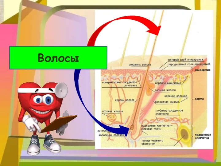 Волосы