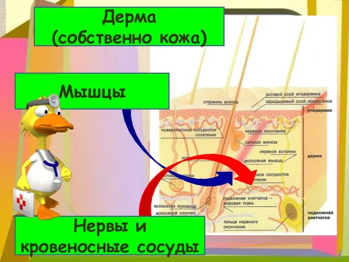 Мышцы Нервы и кровеносные сосуды Дерма (собственно кожа)