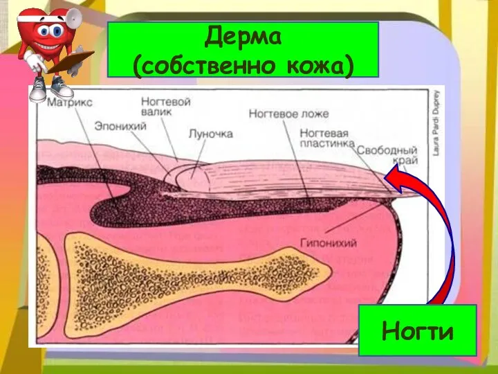 Дерма (собственно кожа) Ногти