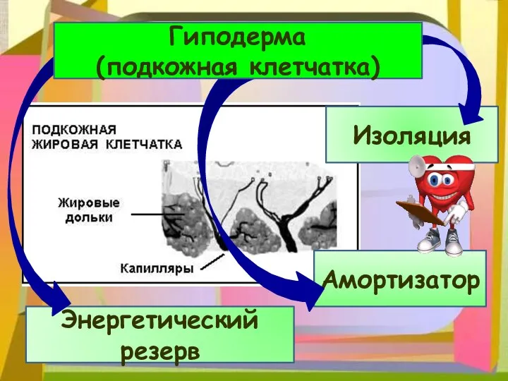 Изоляция Амортизатор Энергетический резерв Гиподерма (подкожная клетчатка)