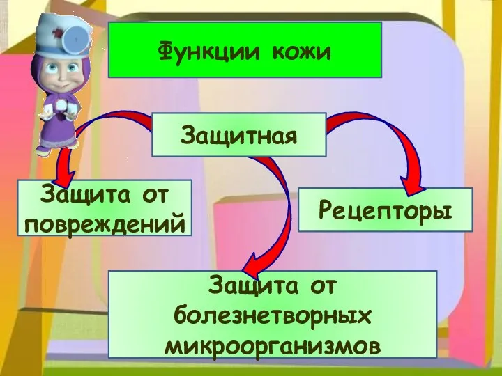 Функции кожи Защита от повреждений Рецепторы Защита от болезнетворных микроорганизмов Защитная