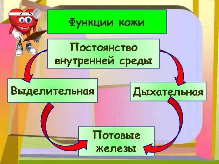 Функции кожи Выделительная Дыхательная Потовые железы Постоянство внутренней среды