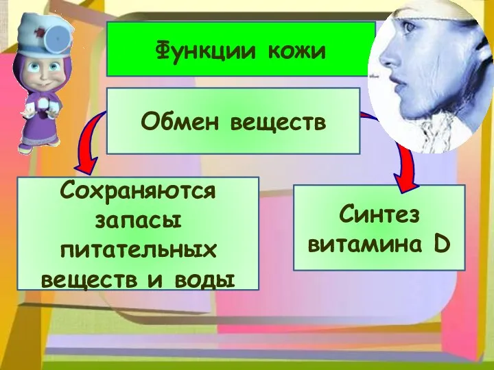 Функции кожи Сохраняются запасы питательных веществ и воды Синтез витамина D Обмен веществ