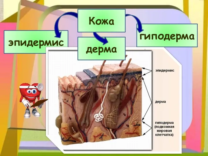 эпидермис гиподерма дерма Кожа