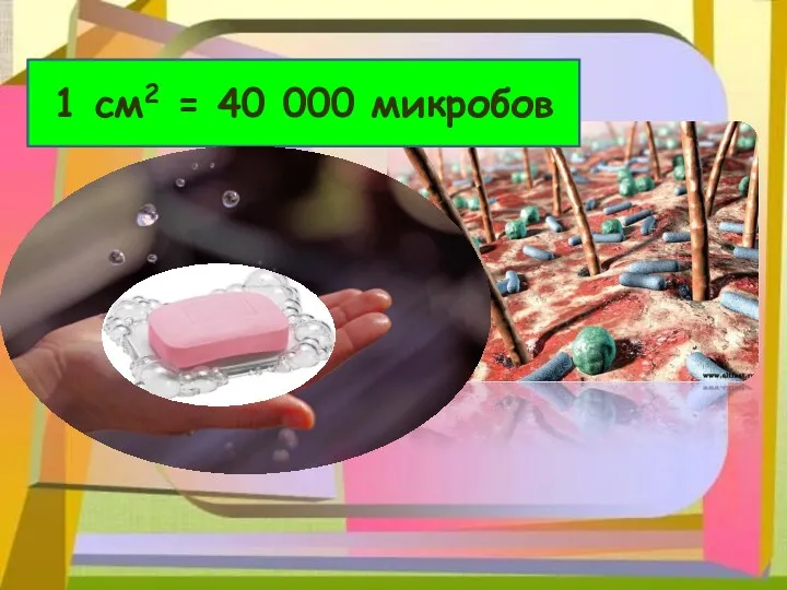 1 см2 = 40 000 микробов