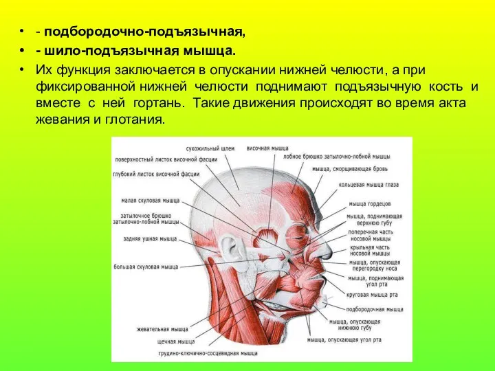 - подбородочно-подъязычная, - шило-подъязычная мышца. Их функция заключается в опускании