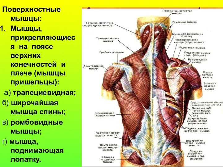 Поверхностные мышцы: Мышцы, прикрепляющиеся на поясе верхних конечностей и плече