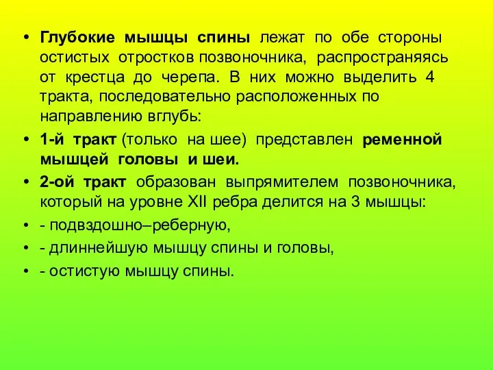 Глубокие мышцы спины лежат по обе стороны остистых отростков позвоночника,