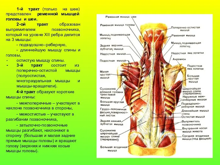 1-й тракт (только на шее) представлен ременной мышцей головы и