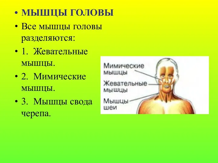 МЫШЦЫ ГОЛОВЫ Все мышцы головы разделяются: 1. Жевательные мышцы. 2. Мимические мышцы. 3. Мышцы свода черепа.