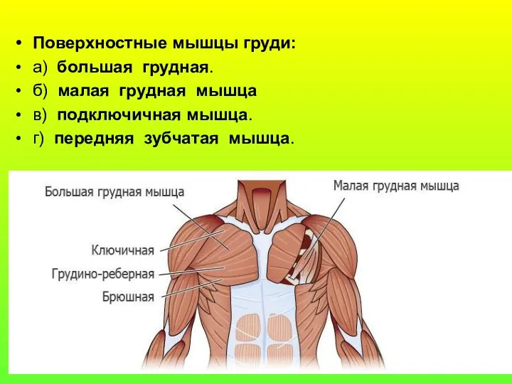 Поверхностные мышцы груди: а) большая грудная. б) малая грудная мышца