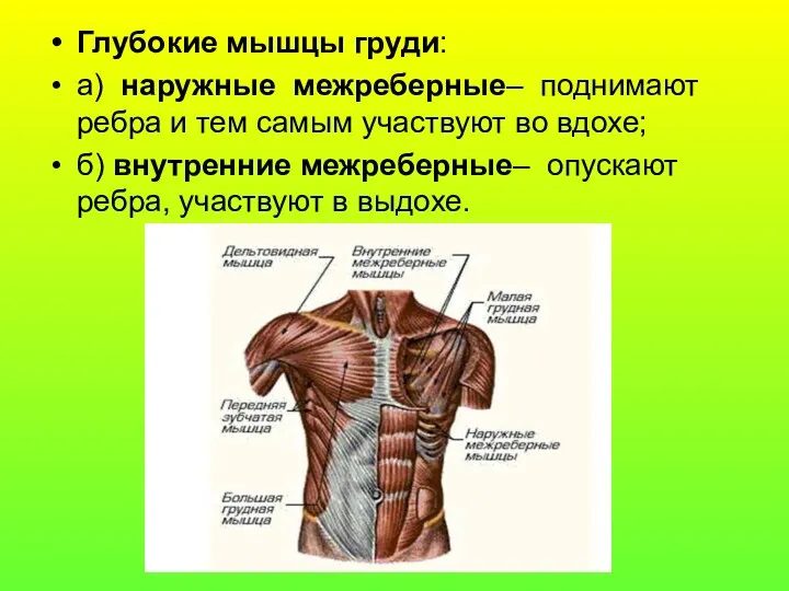 Глубокие мышцы груди: а) наружные межреберные– поднимают ребра и тем