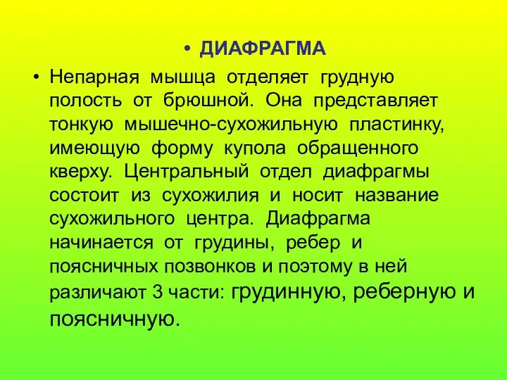 ДИАФРАГМА Непарная мышца отделяет грудную полость от брюшной. Она представляет