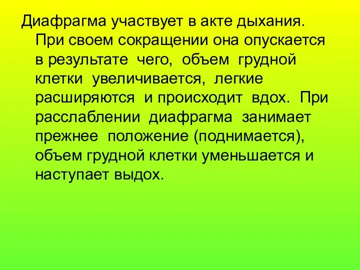 Диафрагма участвует в акте дыхания. При своем сокращении она опускается