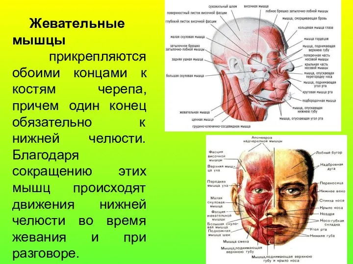 Жевательные мышцы прикрепляются обоими концами к костям черепа, причем один