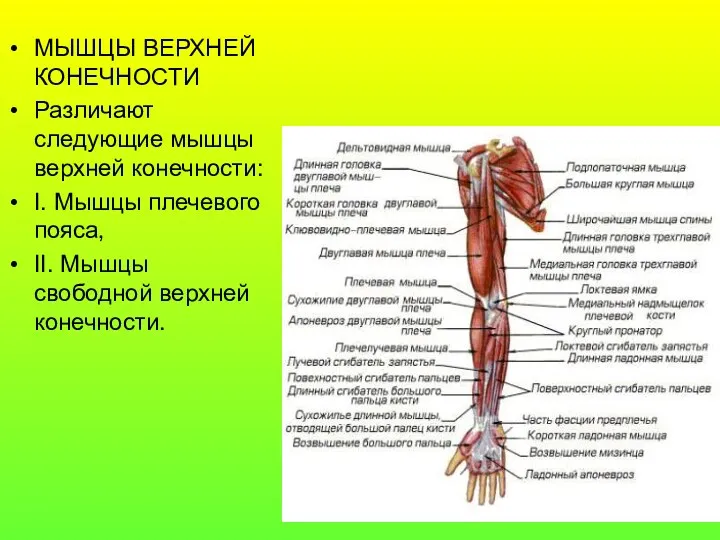 МЫШЦЫ ВЕРХНЕЙ КОНЕЧНОСТИ Различают следующие мышцы верхней конечности: I. Мышцы