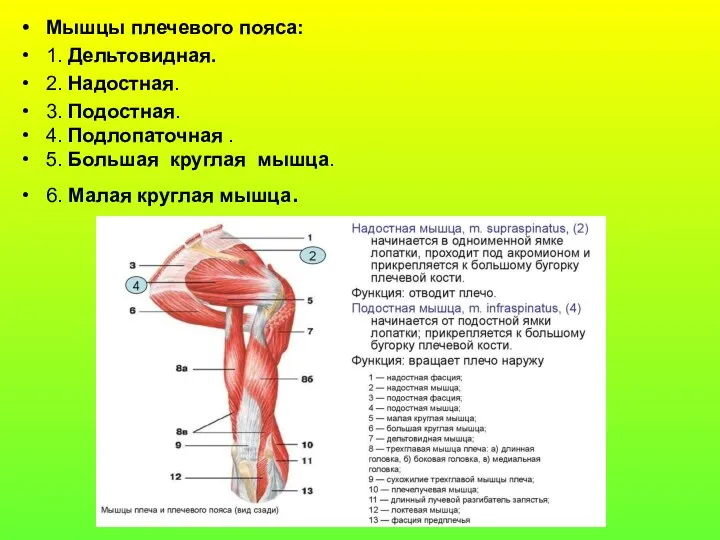 Мышцы плечевого пояса: 1. Дельтовидная. 2. Надостная. 3. Подостная. 4.