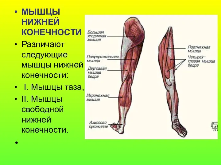 МЫШЦЫ НИЖНЕЙ КОНЕЧНОСТИ Различают следующие мышцы нижней конечности: I. Мышцы таза, II. Мышцы свободной нижней конечности.