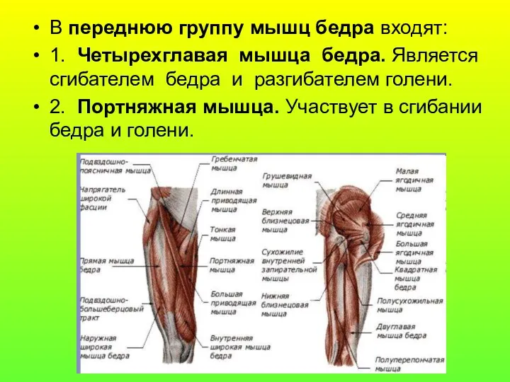 В переднюю группу мышц бедра входят: 1. Четырехглавая мышца бедра.