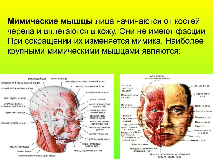 Мимические мышцы лица начинаются от костей черепа и вплетаются в