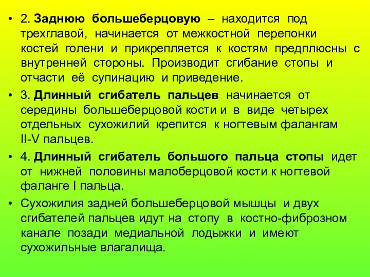 2. Заднюю большеберцовую – находится под трехглавой, начинается от межкостной