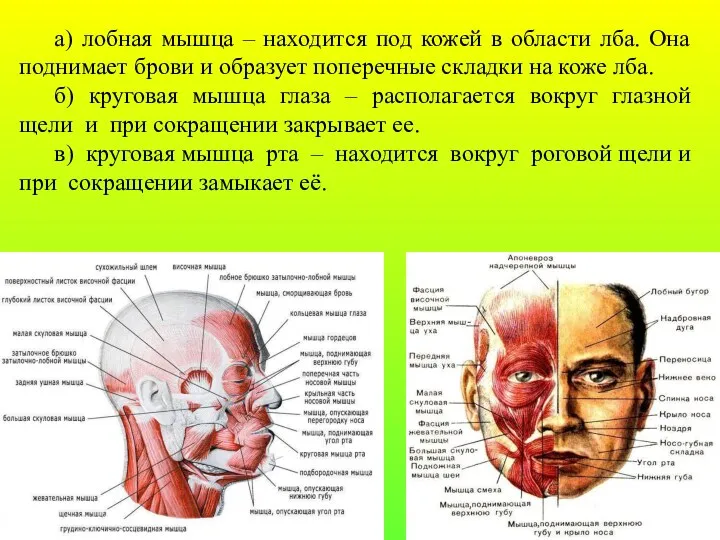 а) лобная мышца – находится под кожей в области лба.