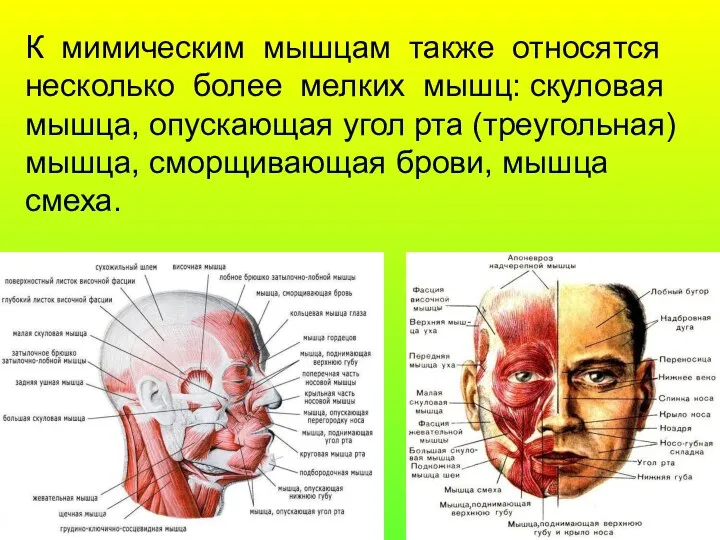 К мимическим мышцам также относятся несколько более мелких мышц: скуловая