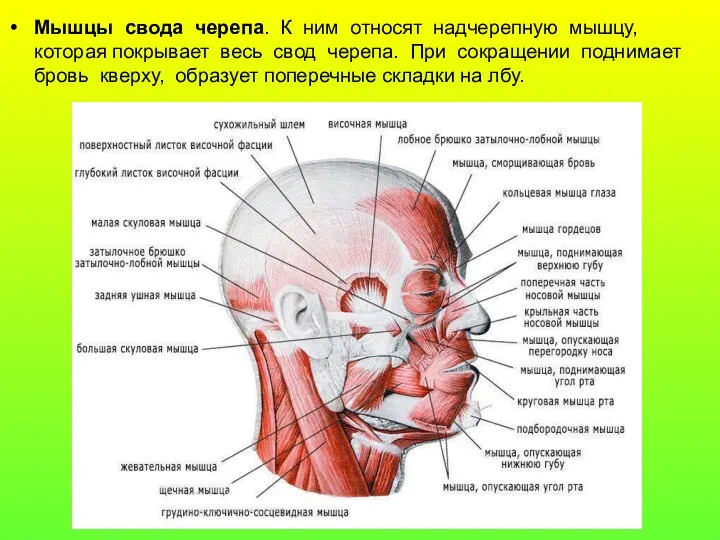 Мышцы свода черепа. К ним относят надчерепную мышцу, которая покрывает