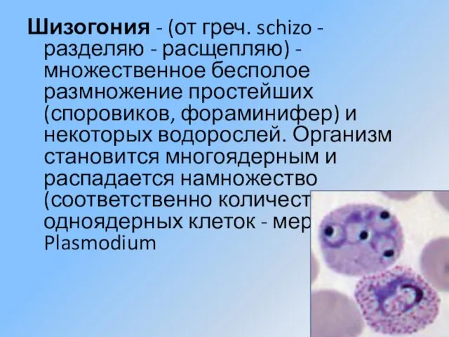 Шизогония - (от греч. schizo - разделяю - расщепляю) - множественное бесполое размножение