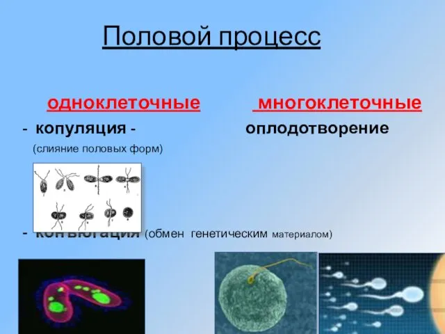 Половой процесс одноклеточные многоклеточные - копуляция - оплодотворение (слияние половых форм) - конъюгация (обмен генетическим материалом)