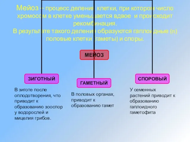 Мейоз – процесс деления клетки, при котором число хромосом в клетке уменьшается вдвое